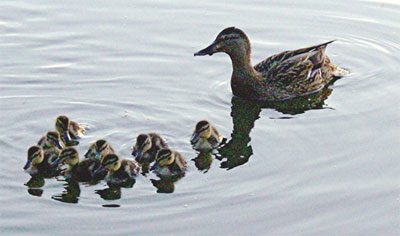 00058-Enten-400
